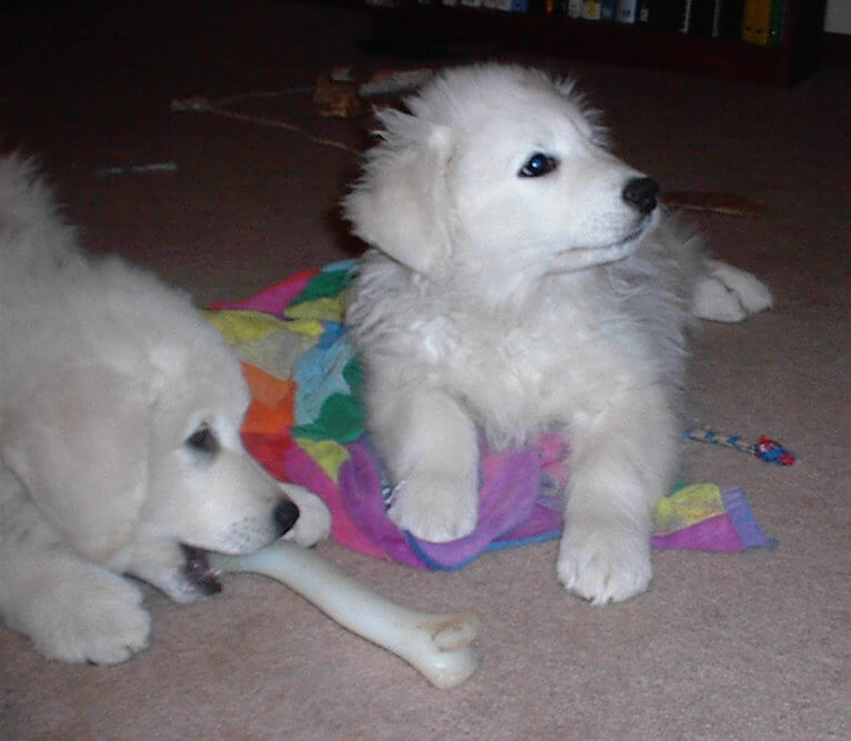 Puppy at 8 wks Peachy x Kosmo Litter