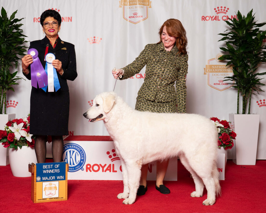 Primrose winning at AKC National Championship
