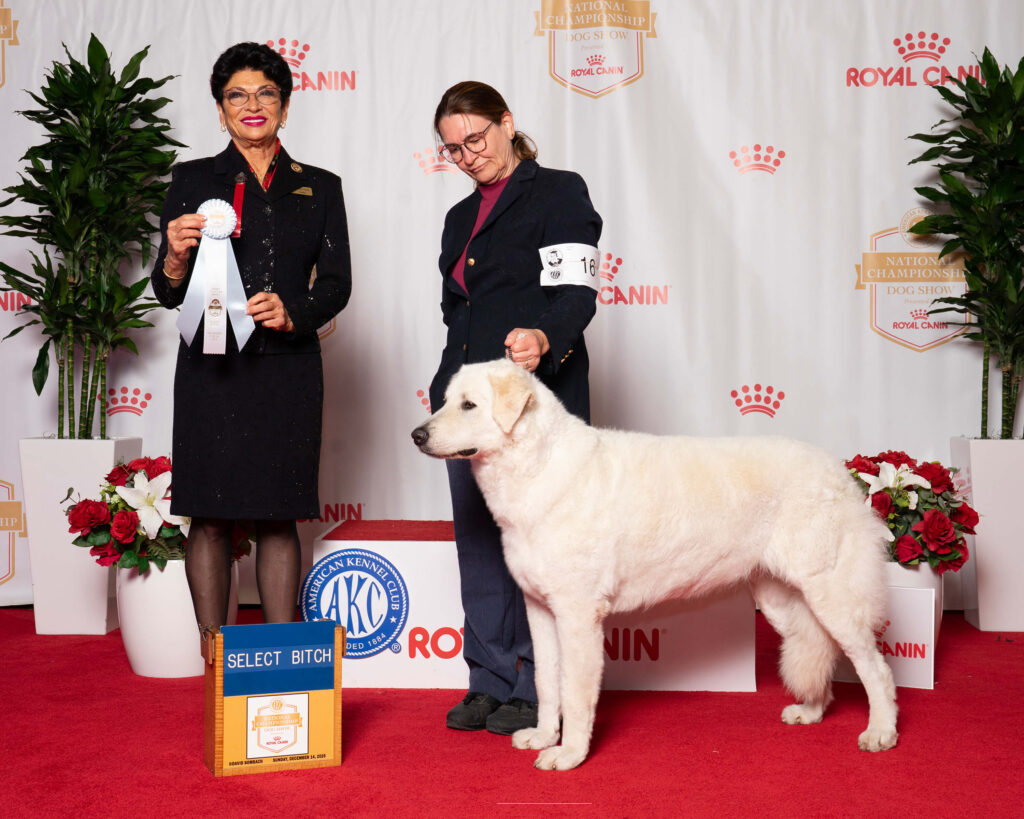 CH Galaxy's Valkyrie earning Select Bitch at AKC National under Judge Linda Clark