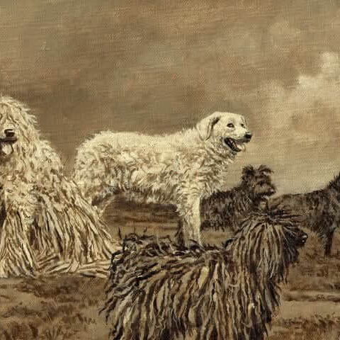 Hungarian-Breeds-painting